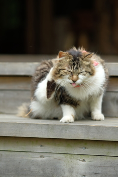 あぶくま駅の猫さま2