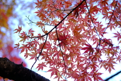幻想