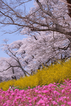 船岡城址公園の桜2