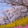 船岡城址公園の桜2