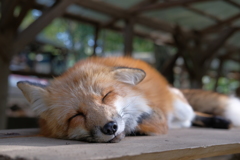 キツネ村1