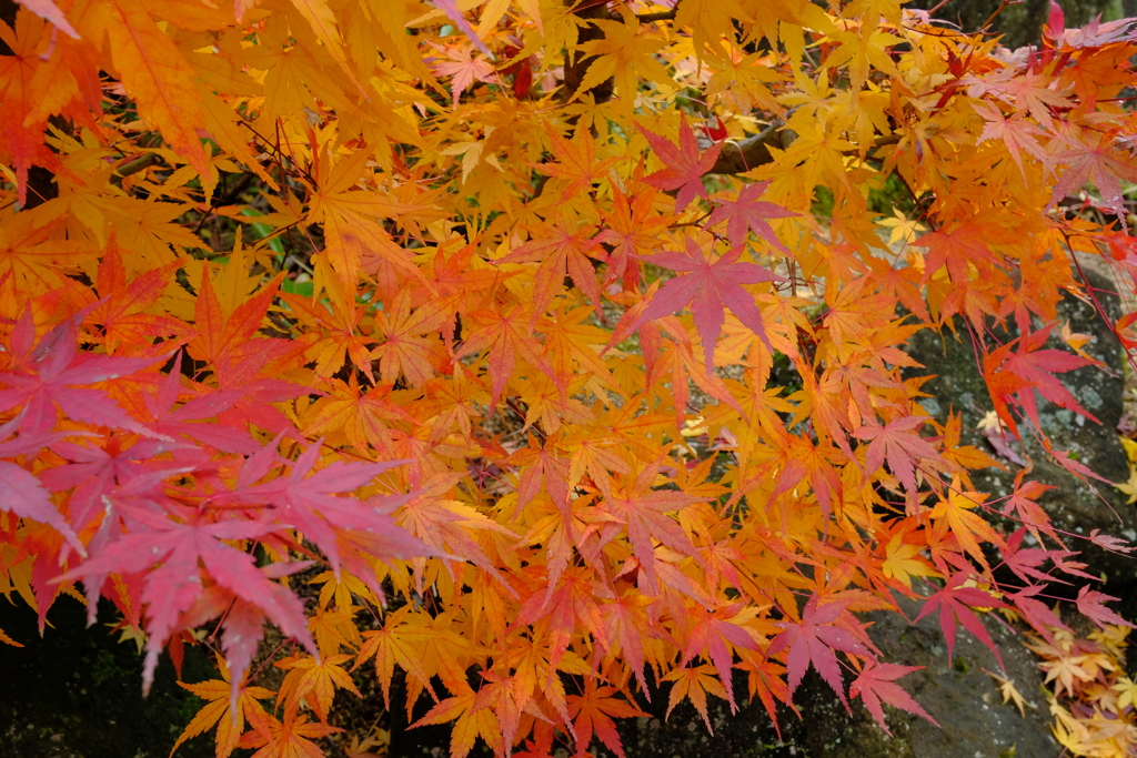 身近な紅葉1