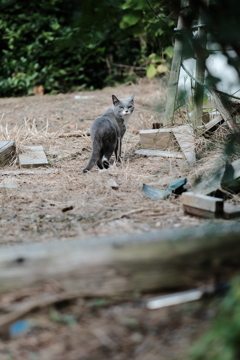 田代島の猫10