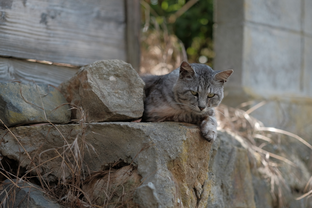 田代島の猫2