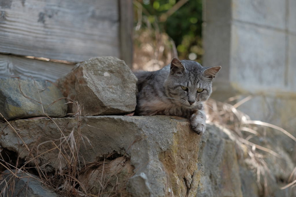 田代島の猫2