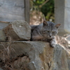 田代島の猫2