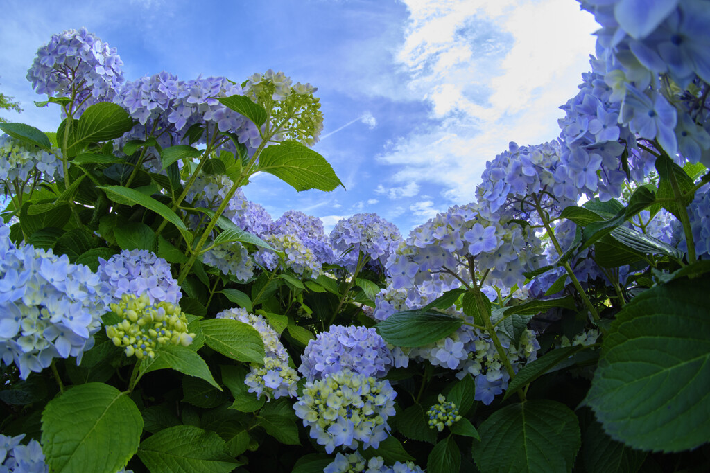 紫陽花