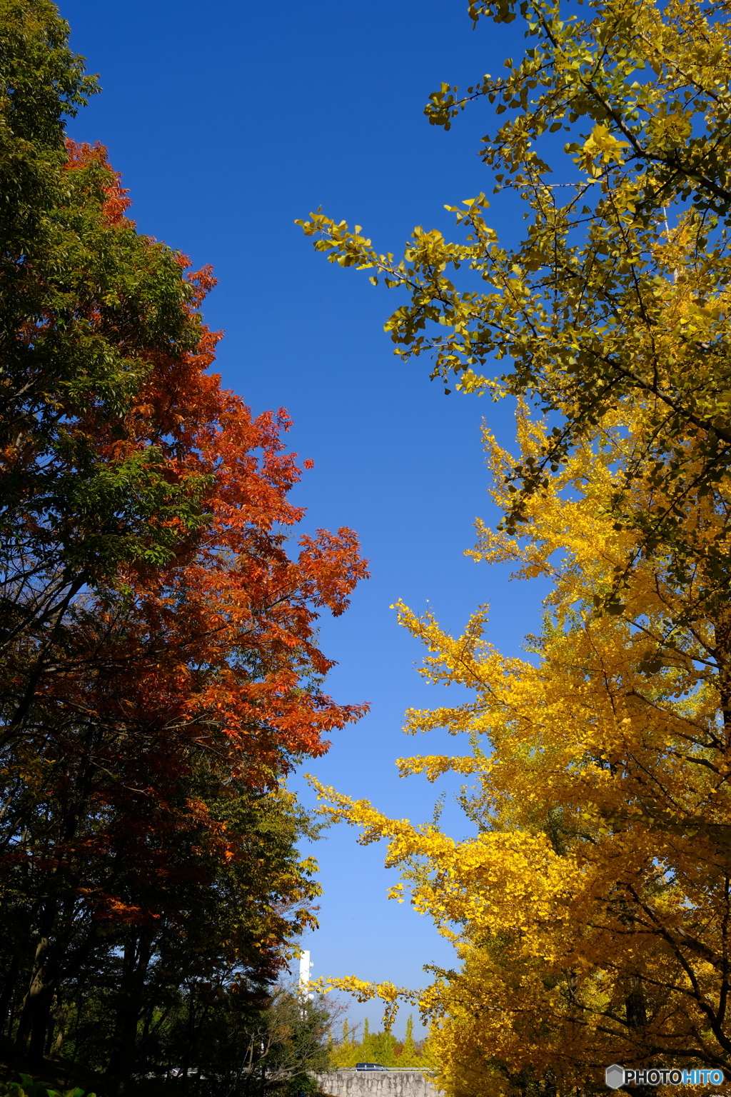 紅葉と青空