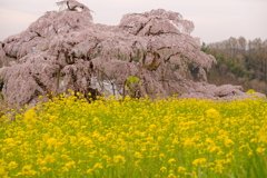 三春滝桜2