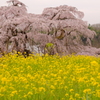 三春滝桜2