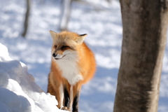 雪狐2