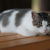 田代島の猫1