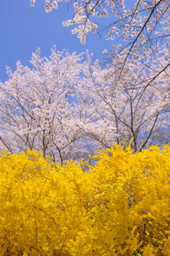 船岡城址公園の桜1