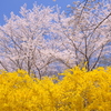 船岡城址公園の桜1