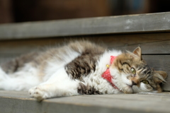 あぶくま駅の猫さま1