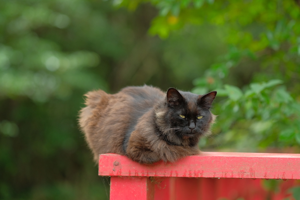 田代島の猫4