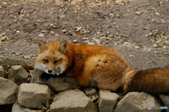 キツネ村4