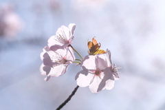 光を浴びて