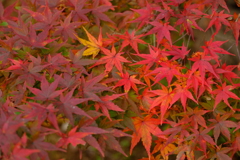 紅葉2