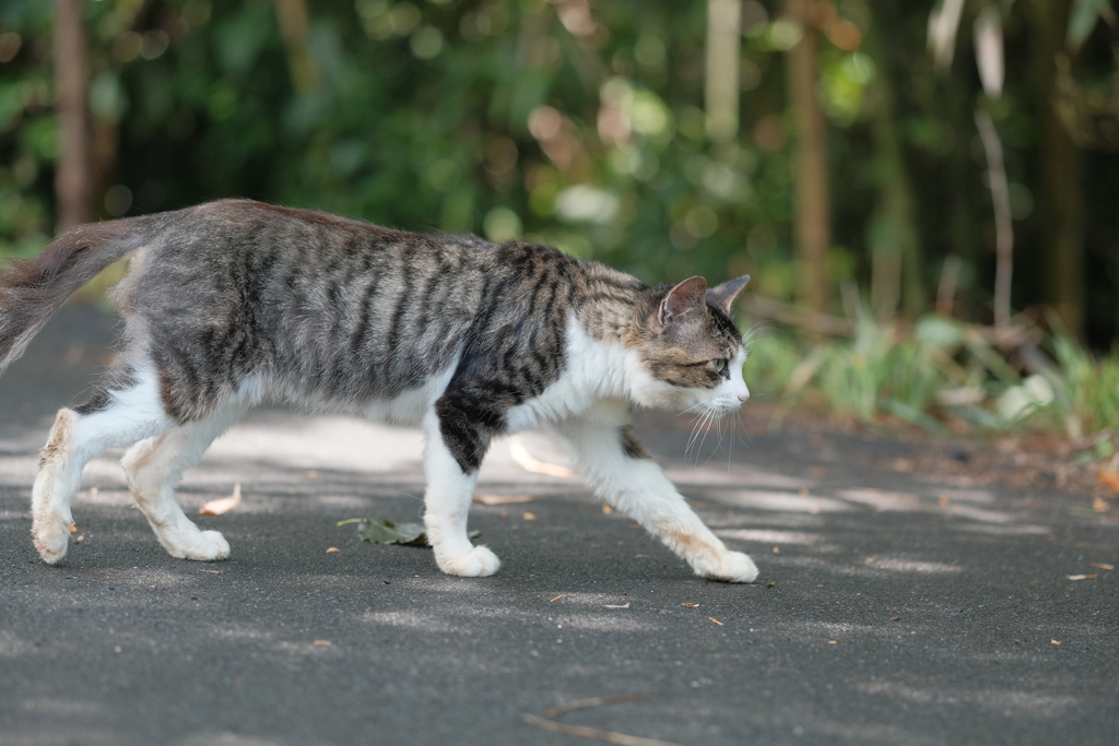 田代島の猫3