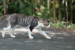 田代島の猫3