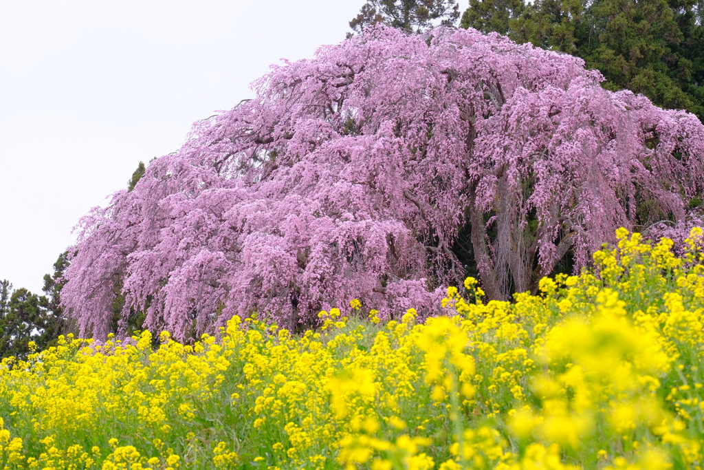 合戦場のしだれ桜1