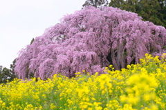 合戦場のしだれ桜1