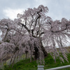 三春滝桜1