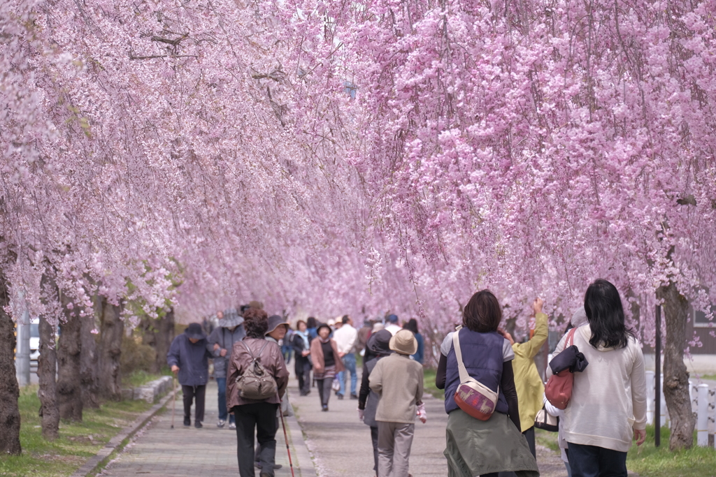 日中線のしだれ桜1