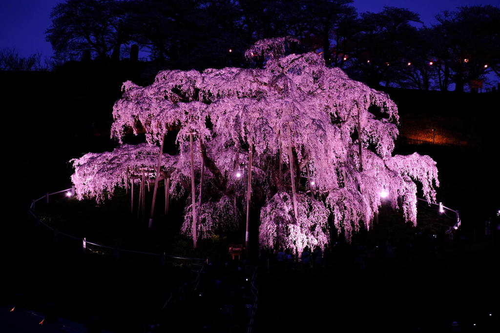 夜の滝桜1