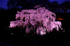 夜の滝桜1