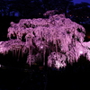 夜の滝桜1