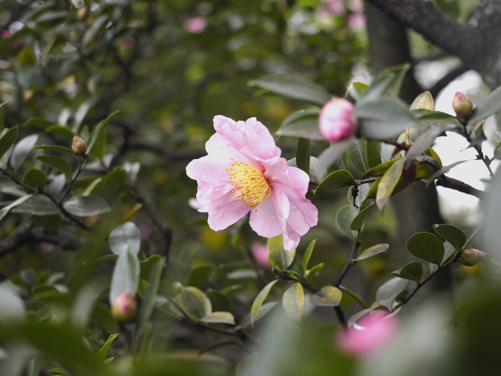 清澄庭園