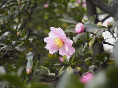 清澄庭園