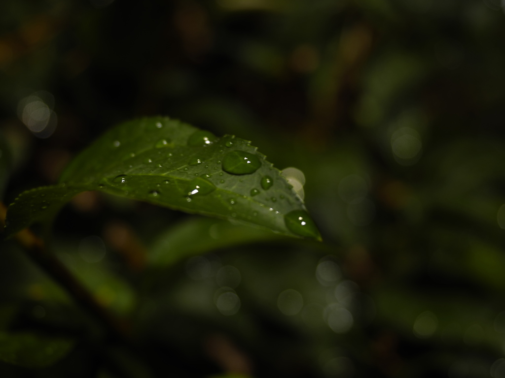 雨