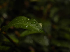 雨