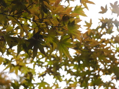 清澄庭園