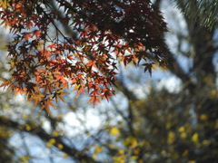 紅葉