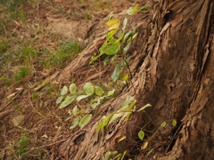 根