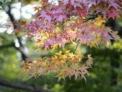 紅葉