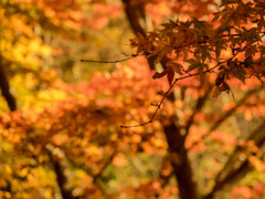 紅葉