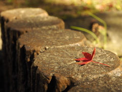 紅葉
