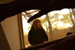 覗くインコ