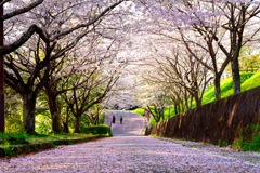 桜の道