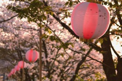 ぼんぼりと桜