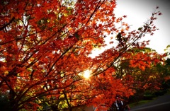 紅葉