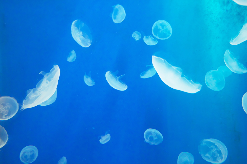 もうそれが「宇宙生物」ってことで。
