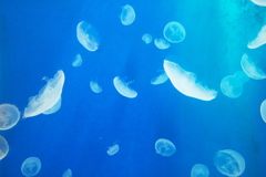 もうそれが「宇宙生物」ってことで。
