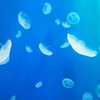 もうそれが「宇宙生物」ってことで。