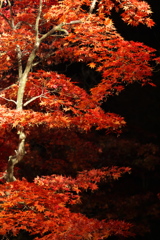 その夜　赤い雲を見た